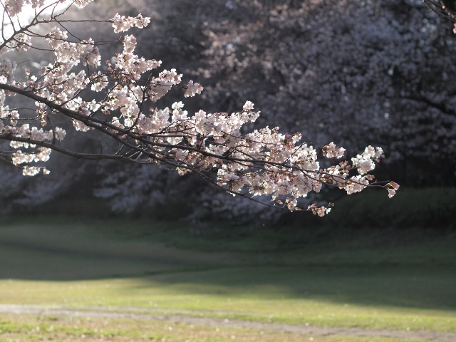 桜2 (640x480).jpg