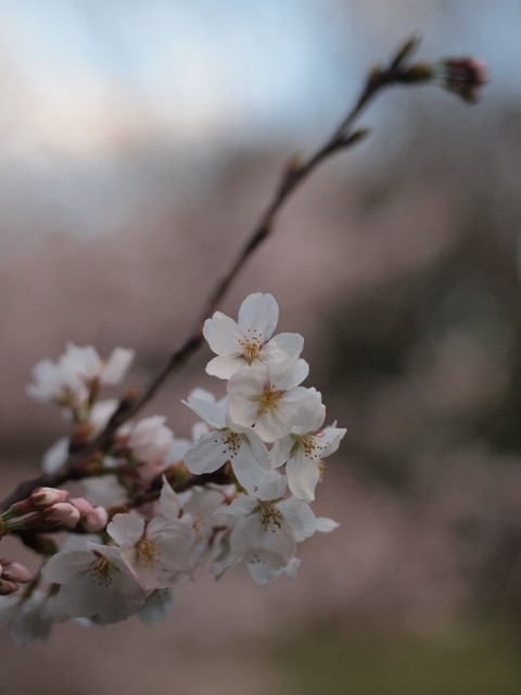 桜4 (480x640).jpg